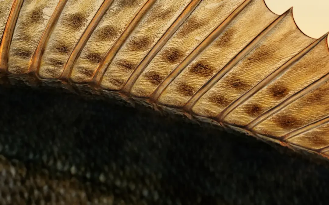 Bottom Bouncer Rig For Walleye