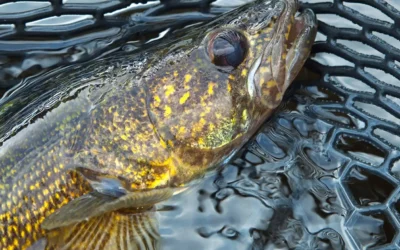 How To Troll For Walleye