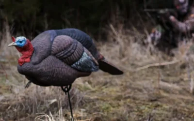 The Best Turkey Decoy Setups