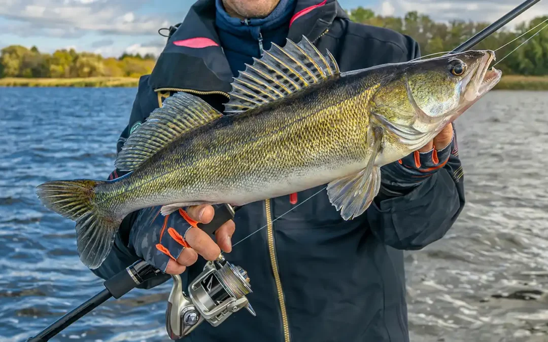 Walleye Drop Shot Rig