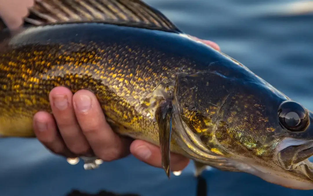 Walleye Trolling Rods