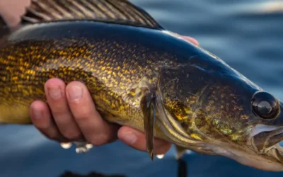 Walleye Trolling Rods